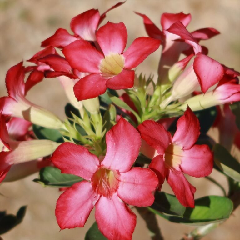 desert rose plant care