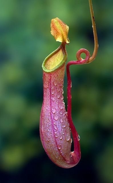 PITCHER PLANT CARE