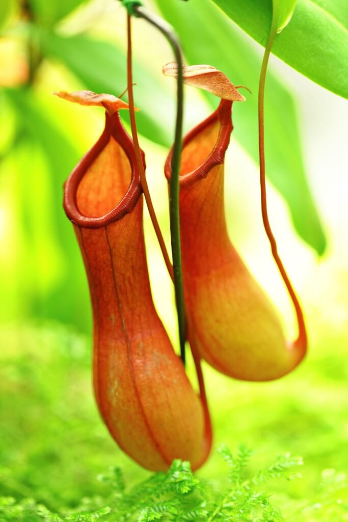 pitcher plant care for you