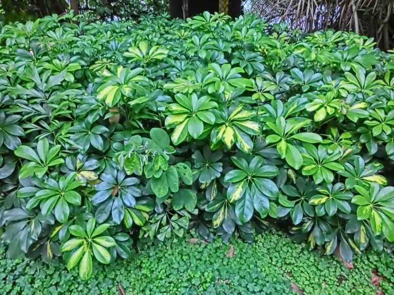 schefflera plant care 1