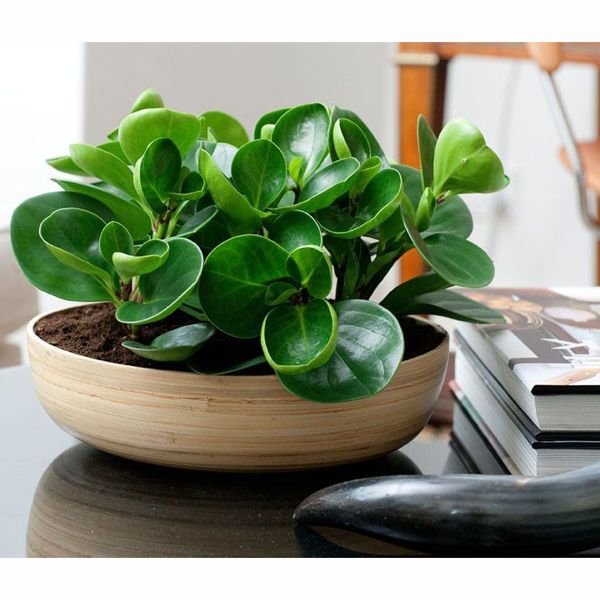 baby rubber plant care