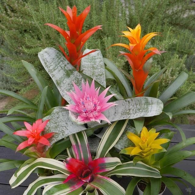 Bromeliad plant care