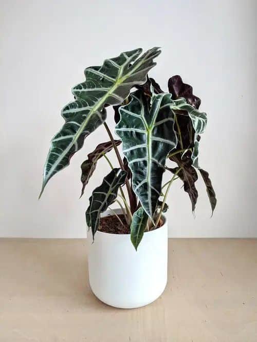 Alocasia plant care