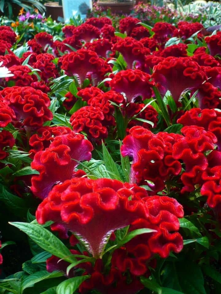 celosia plant care