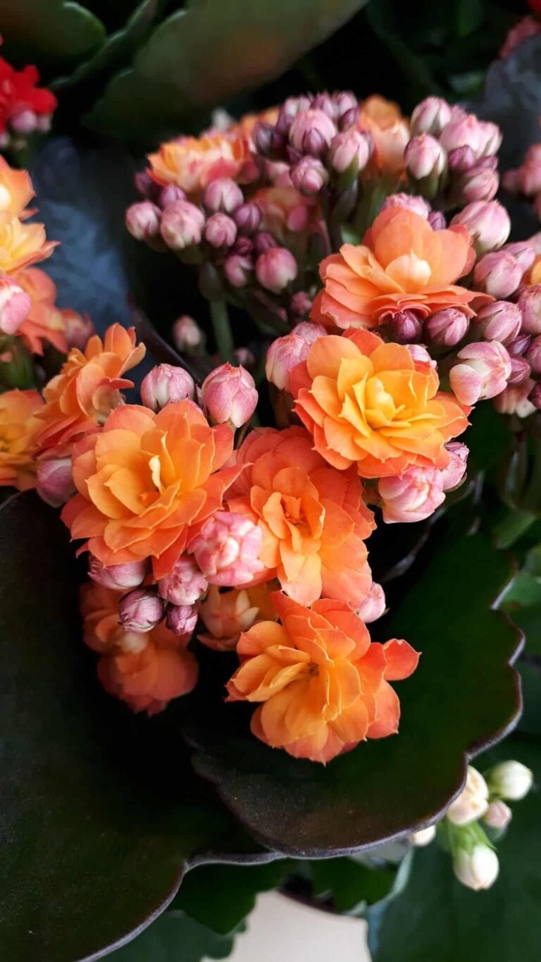 calandiva plant care