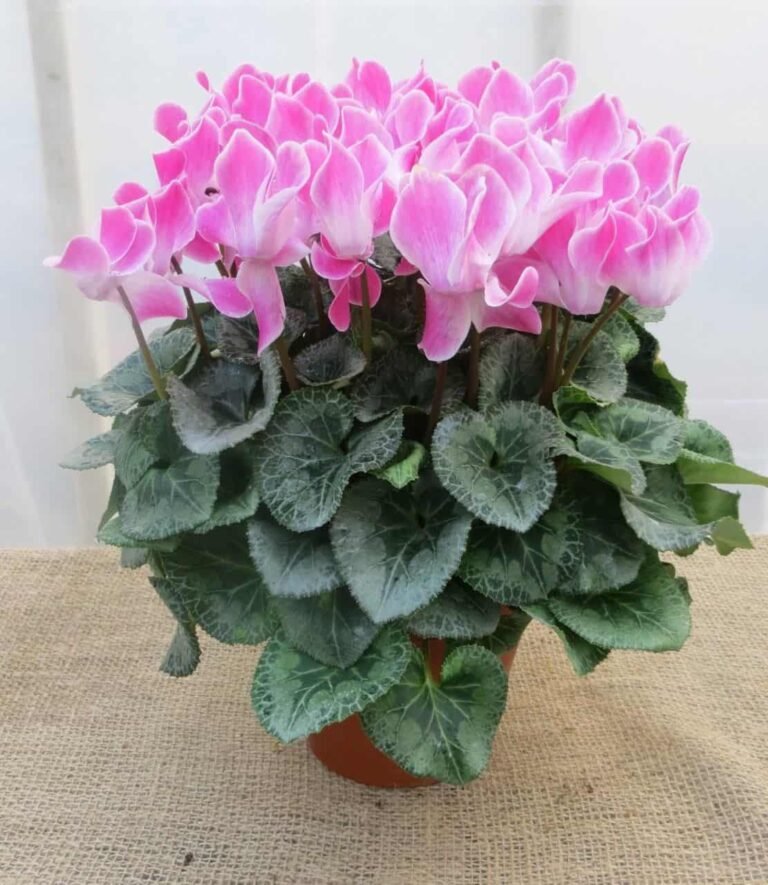 cyclamen plant care