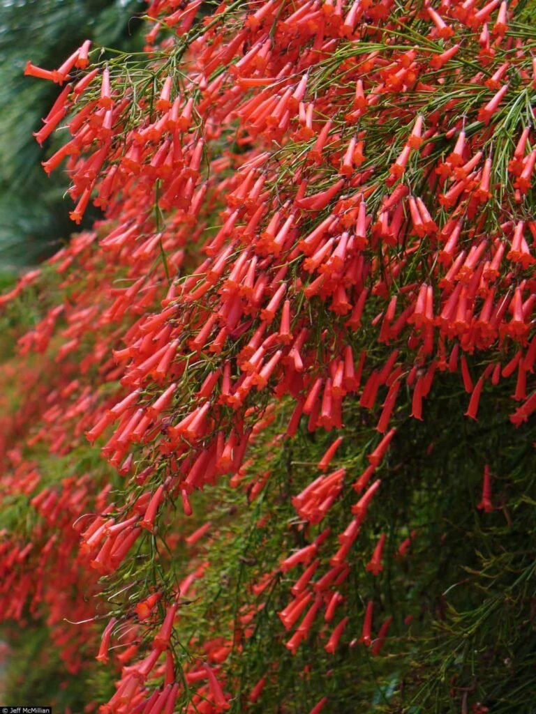 firecracker plant care