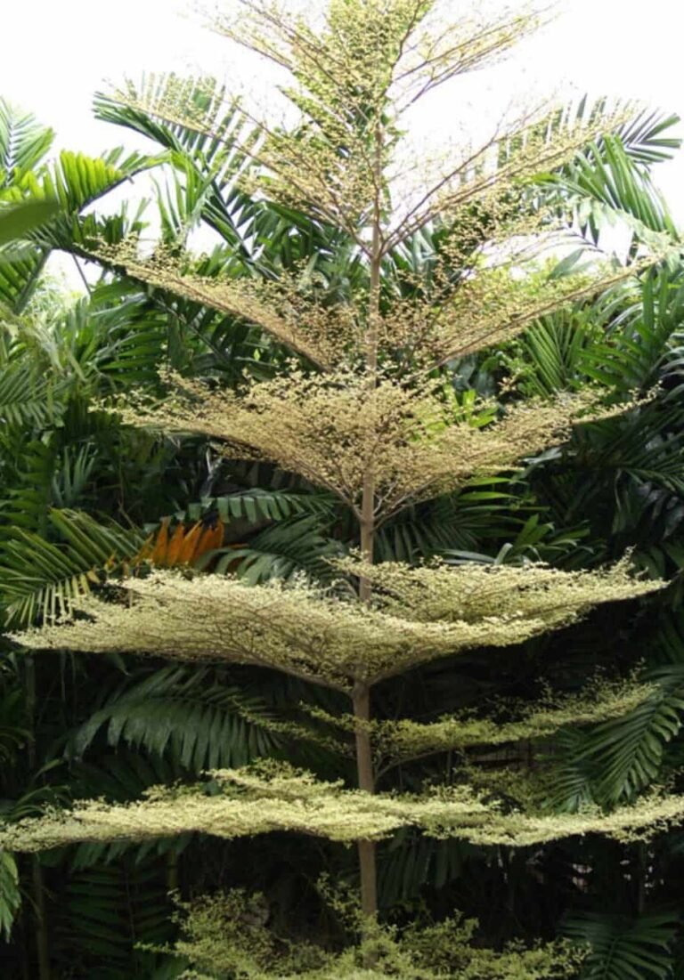 madgascar plant care