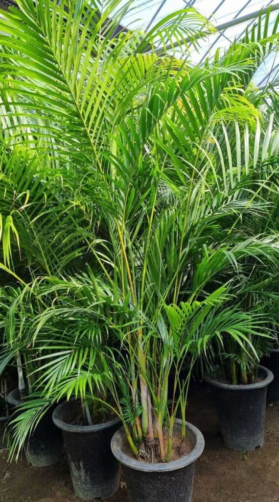 palm plant care