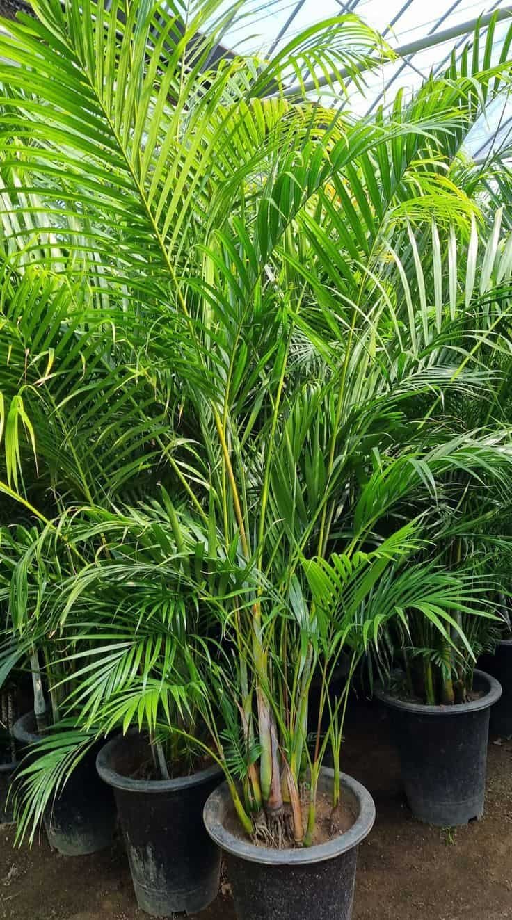 palm plant care