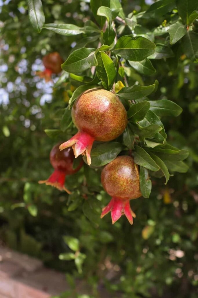 pomegranate plant care