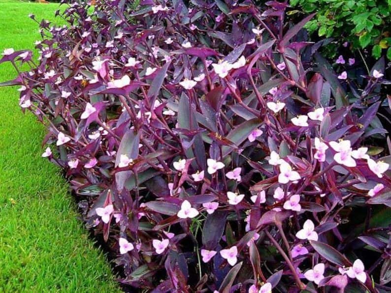 purple heart plant care