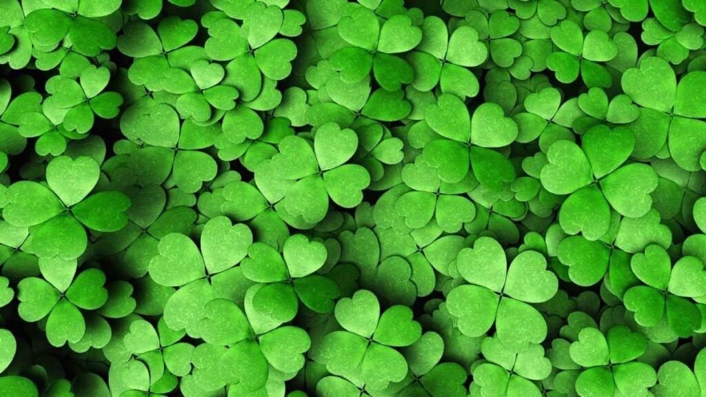 shamrock plant care