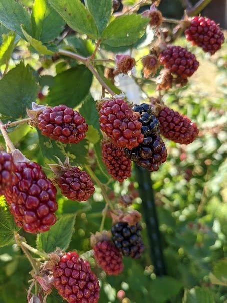 Blooming Berry Cobbler Plant Care