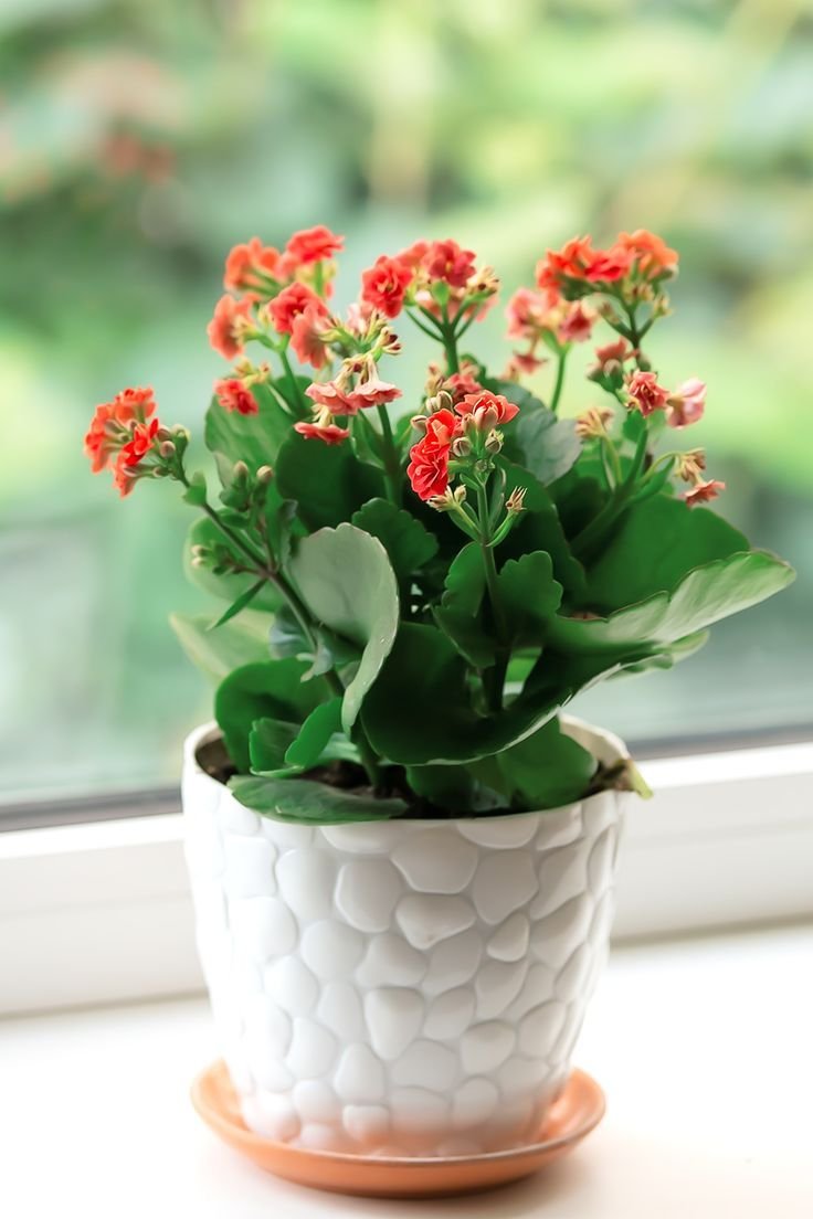 Kalanchoe plant care