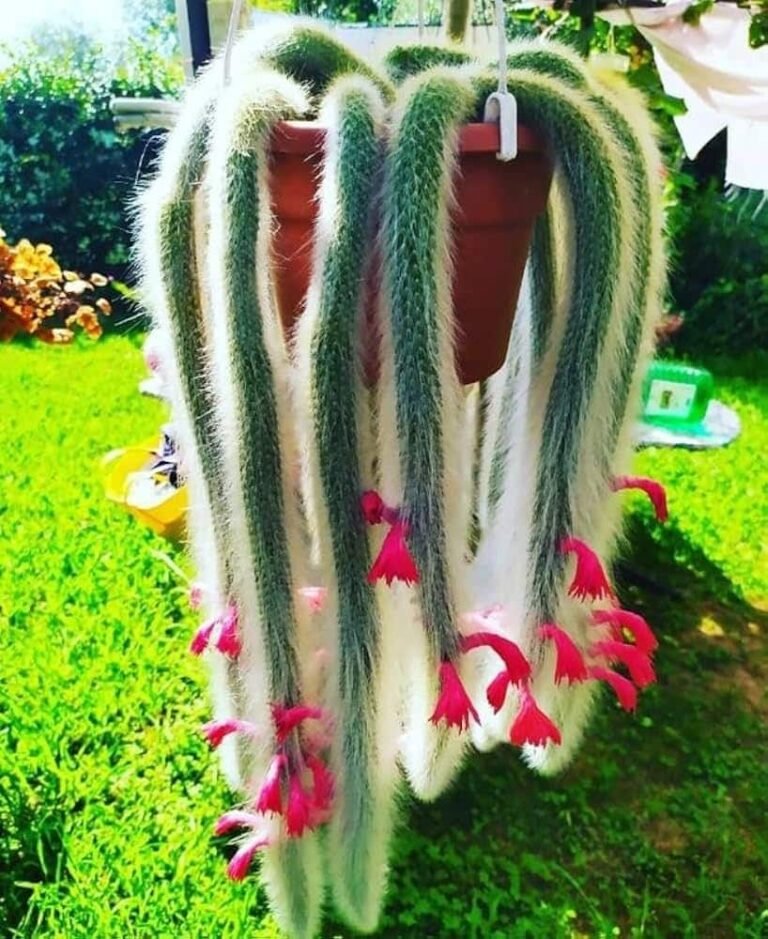 Monkey Tail Cactus Care