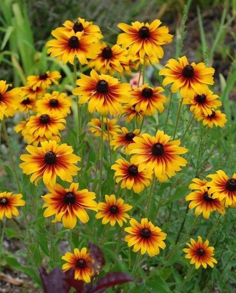 black eyed susan plant care