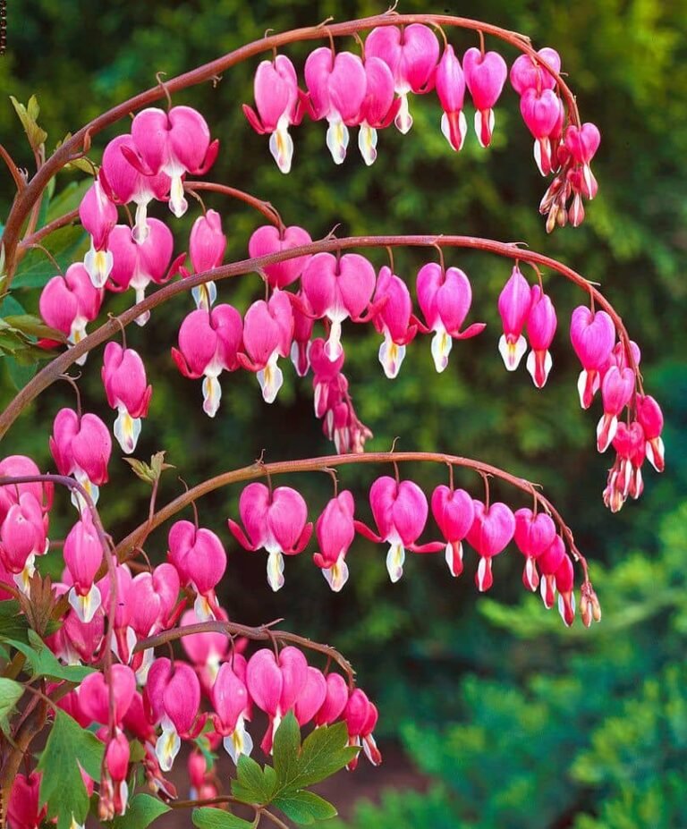 bleeding heart plant care