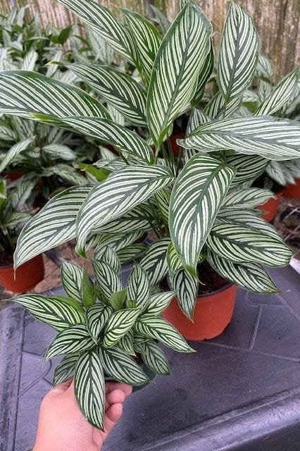 Calathea plant care