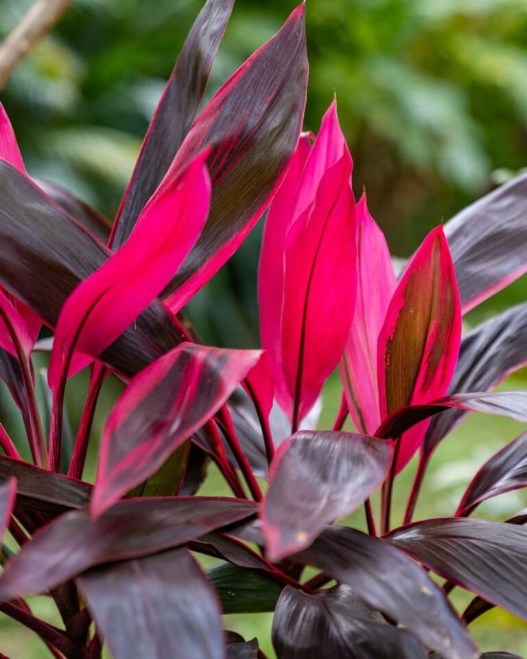 cordyline plant care