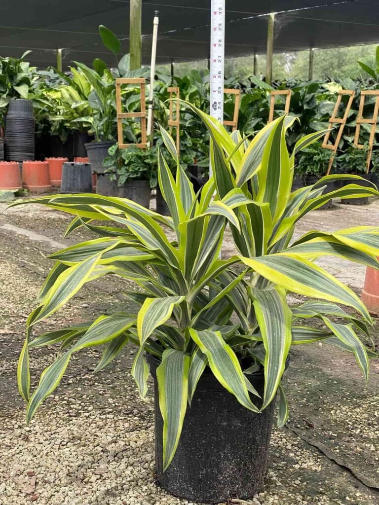 dracaena lemon lime plant care