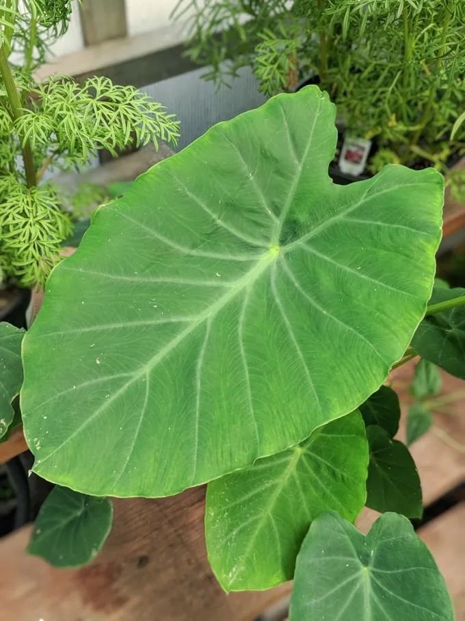 elephant ear plant care