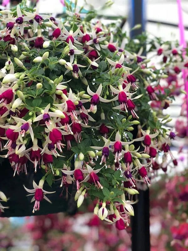 fuchsia plant care