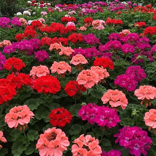 geranium plant care