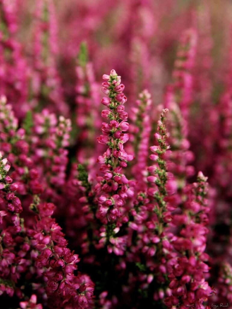 Italian heather plant care