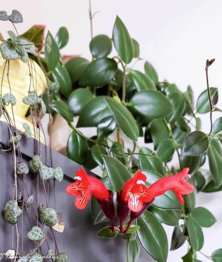 lipstick plant care