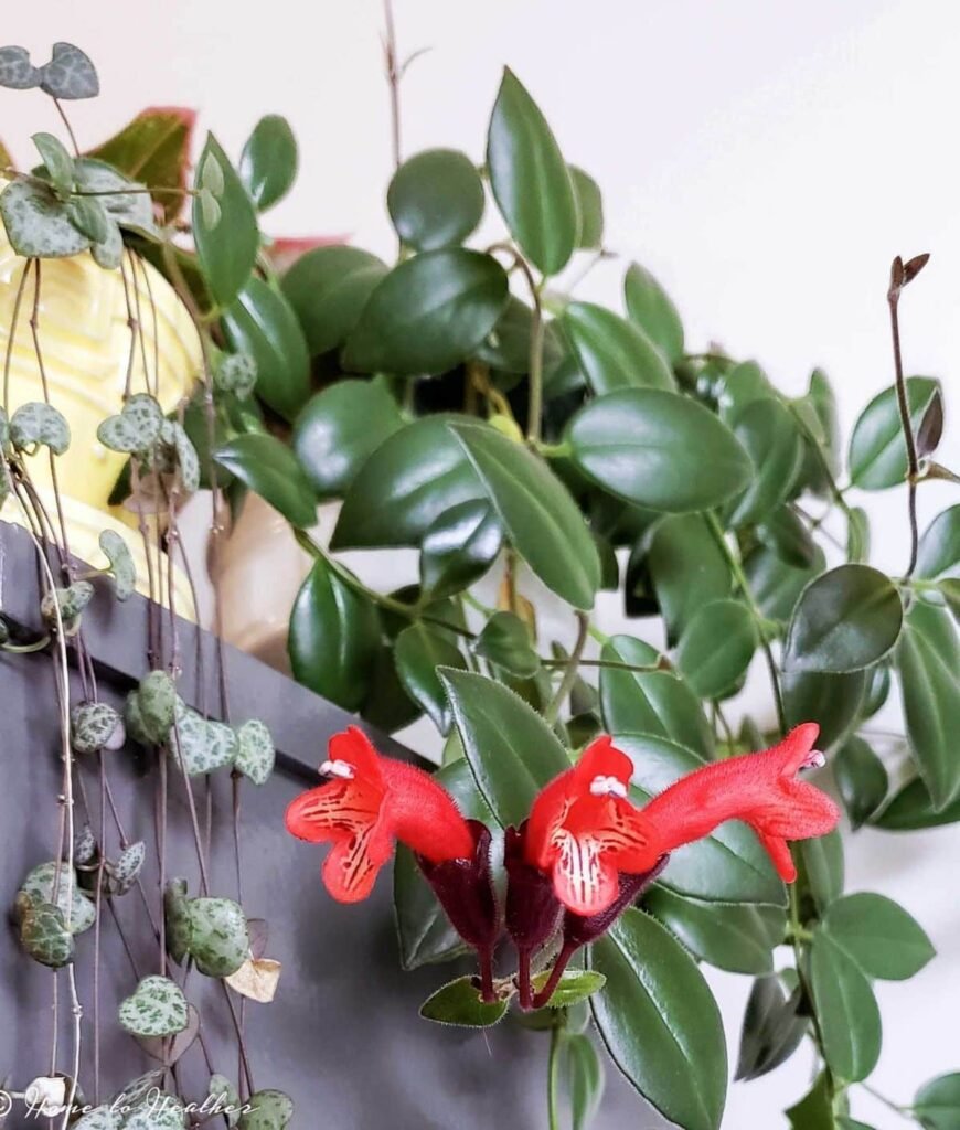 lipstick plant care