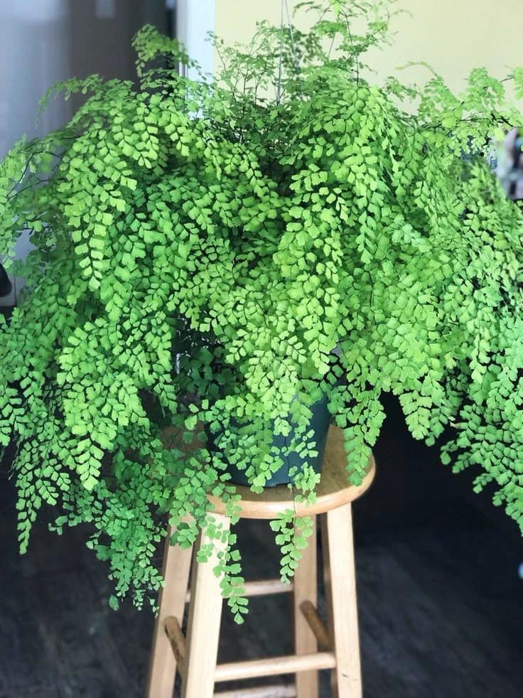maiden hair fern plant care