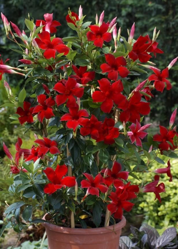 mandevilla plant care