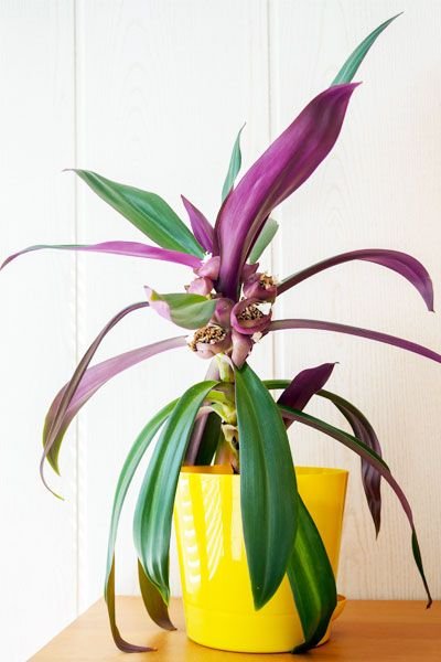 Moses in the Cradle Plant Care