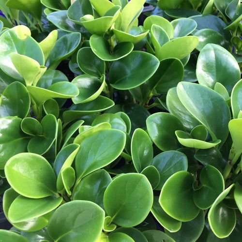 peperomia plant care​