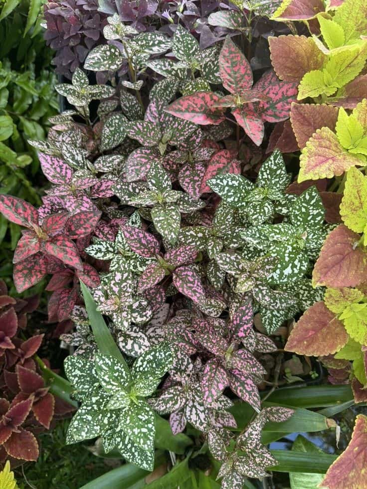 polka dot plant care