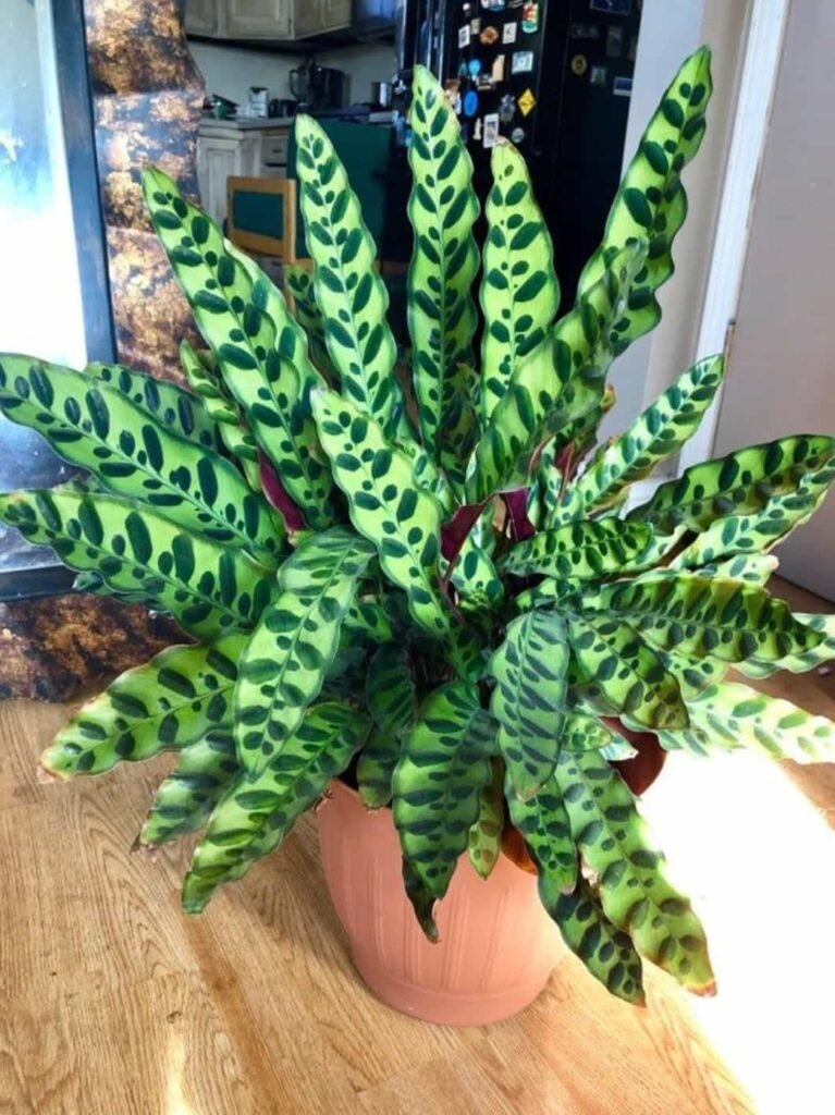 rattlesnake plant care