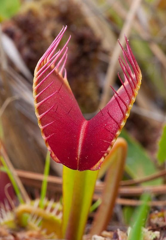 venus fly trap plant care
