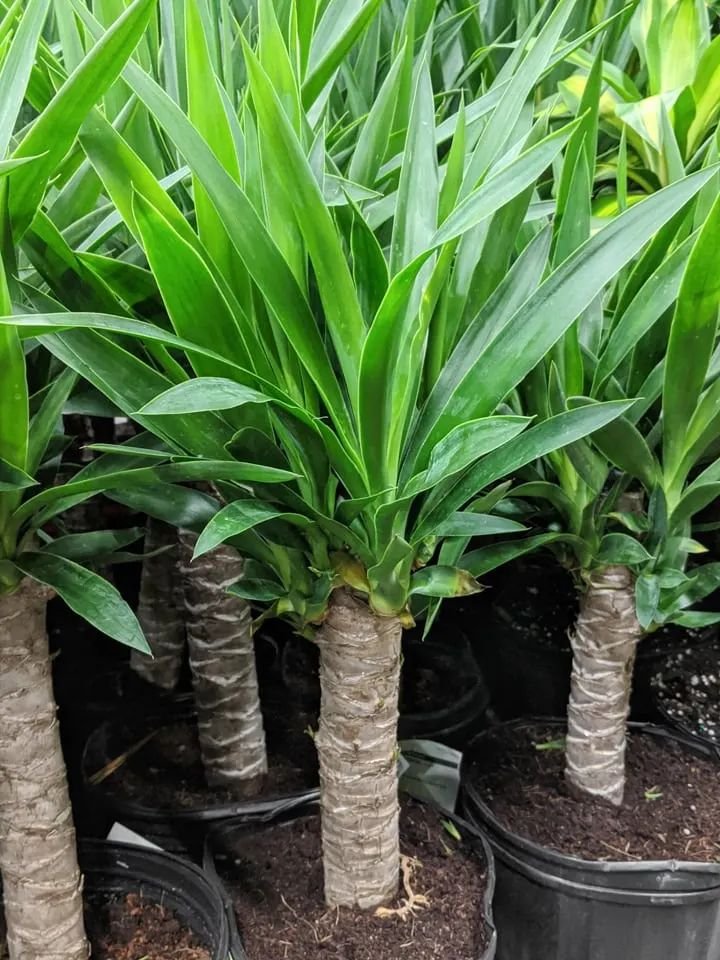 yucca plant care