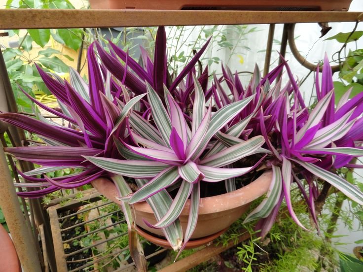 moses cradle plant image