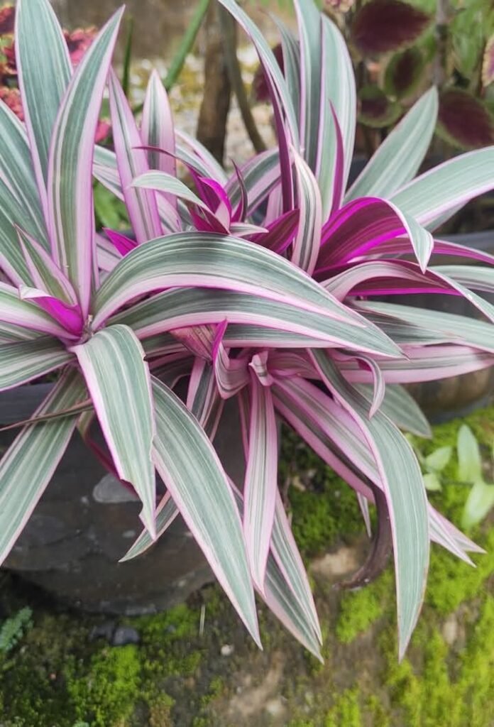 moses cradle plant care