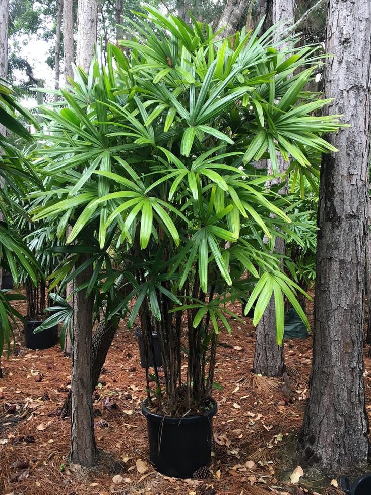 majesty palm plant care