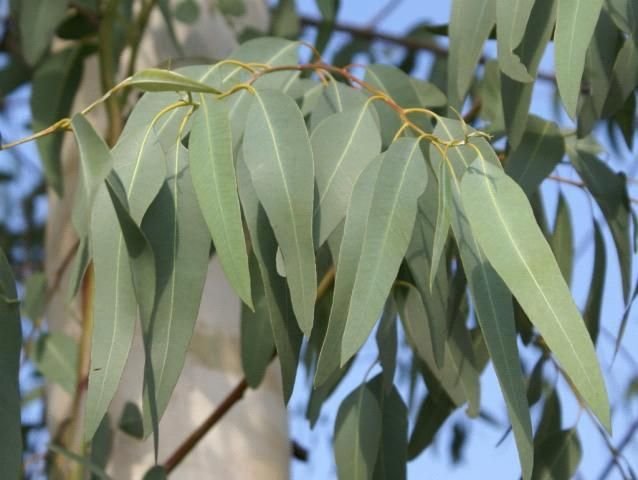 eucalyptus plant image