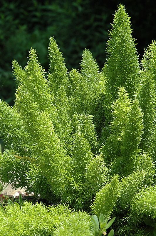 foxtail fern plant care