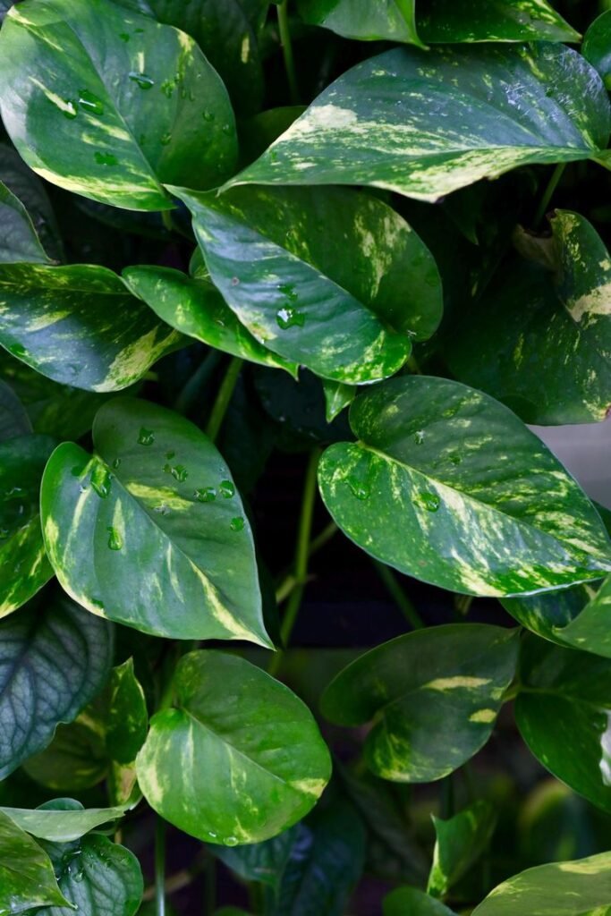 pothos plant care