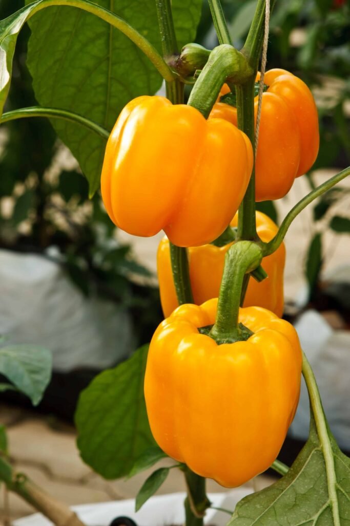 sweet pepper plant care