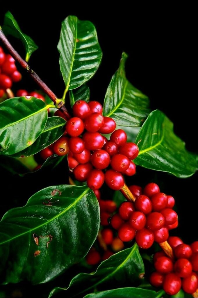 coffee plant care