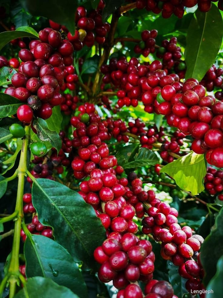 coffee plant image