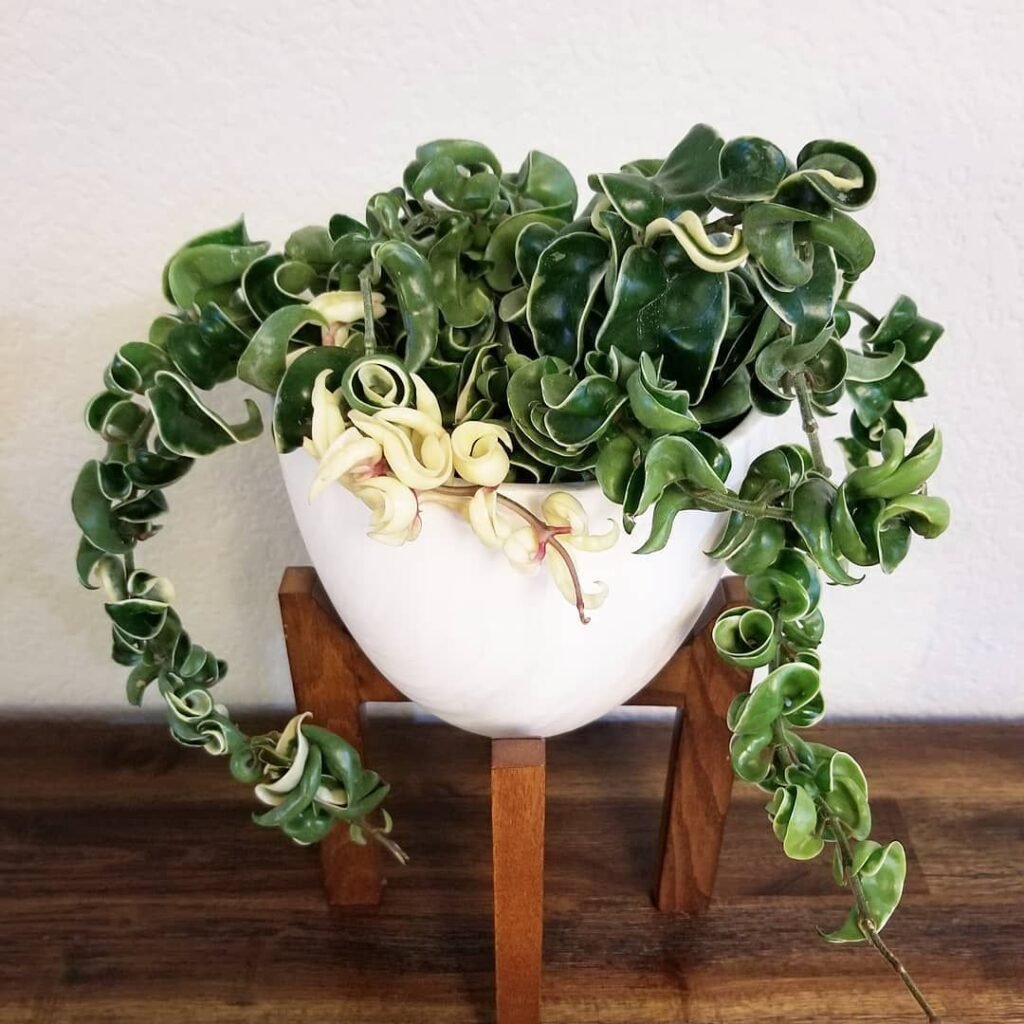 hoya rope plant care