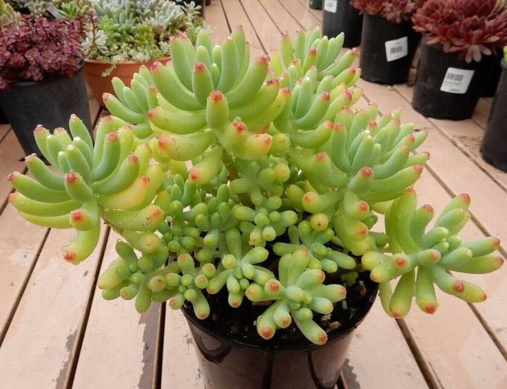 jelly bean plant image